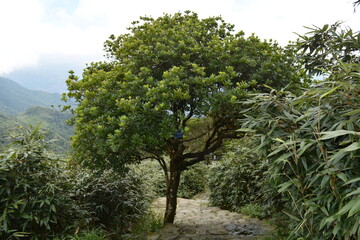 Landscapes of Lang Son, Cao Bang, Bac Can, Thai Nguyen, Quang Ninh, Yen Tu Pagoda in Vietnam