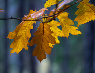 Beautiful, colorful autumn leaves in the woodlands. Natural fall scenery of Latvia, Northern Europe.