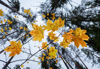 Beautiful, colorful autumn leaves in the woodlands. Natural fall scenery of Latvia, Northern Europe.