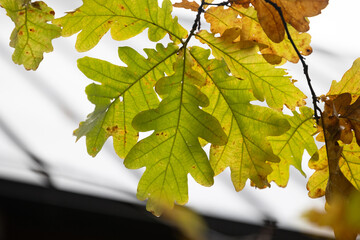 Beautiful, colorful autumn leaves in the woodlands. Natural fall scenery of Latvia, Northern Europe.