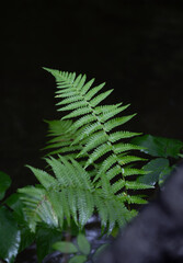 Beautiful green fern leaver in the summer forest. Natural scenery of Latvia woodlands, Northern Europe.