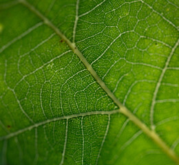 Beautiful close-up of fresh green oak tree leaf during summer day. Natural, sunny woodlands scenery in Latvia, Northern Europe.
