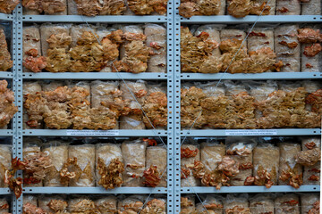 An installation of Oyster mushrooms in the city center. The mushrooms have the ability to filter the air and can serve as a source of food.
