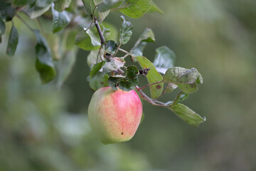 Beautiful red apple growing in the orchard. Natural autumn scenery of Latvia, Northern Europe.