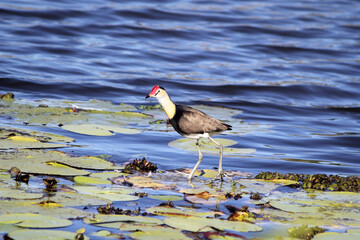 Comb-crested Jacana bird standing on lily pads in a pond of water