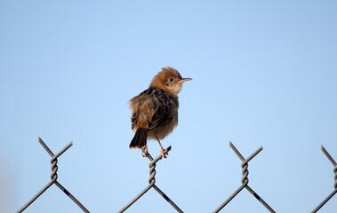 Golden-headed Cisticola bird sitting on a metal chain-link fence against a clear blue sky background