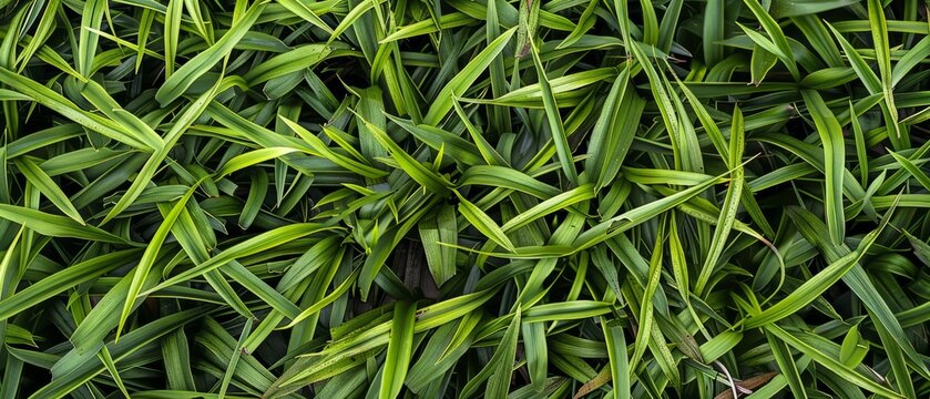 Panoramic close-up, high detail scan of crabgrass material, Generative AI