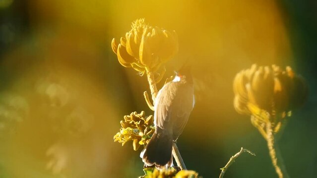 Bird eating from African Tulip tree in warm morning light 