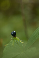 Beautiful black berry of herb Paris plant. Natural woodlands scenery with paris quadrifolia fruit.