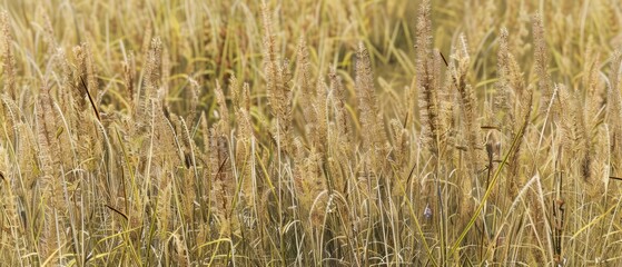 Fototapeta premium Panoramic close-up, high detail scan of meadow foxtail grass material, Generative AI