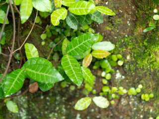 山の岩に生える植物