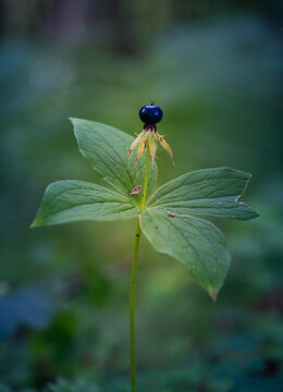 Beautiful black berry of herb Paris plant. Natural woodlands scenery with paris quadrifolia fruit.