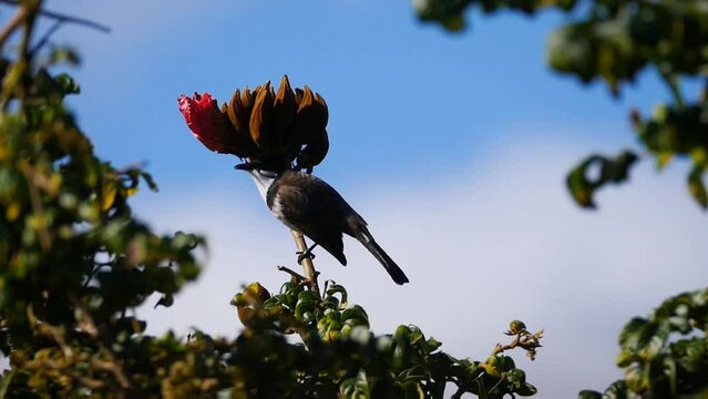 Bird eating from African Tulip tree flower in morning light 