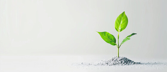 Success concept on white background career development.