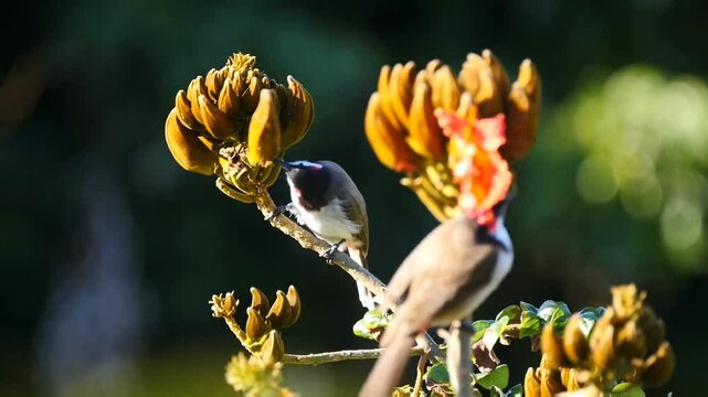 Red Whiskered Bulbul birds eating bugs and flies from African Tulip tree 