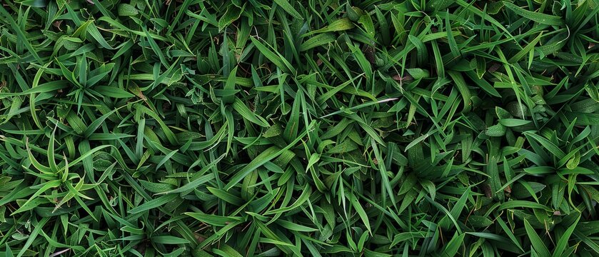 Panoramic close-up, high detail scan of zoysia grass material, Generative AI
