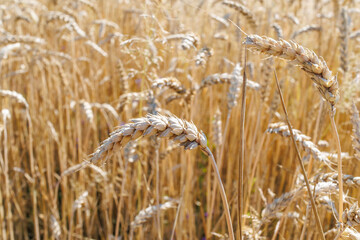 Wheat field. An ear of golden wheat close-up. Background of ripening ears of wheat field meadow. Rich harvest concept.