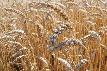 Fototapeta premium Ripe ears of wheat in an agricultural field close-up. Wheat ears texture. Natural yellow background. The concept of agriculture.