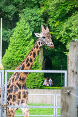 Obraz premium portrait of a giraffe head with big years and a funny look