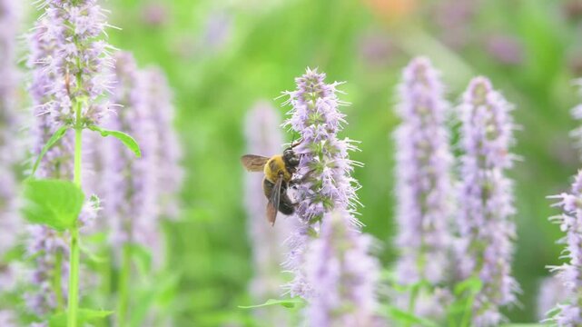 Carpenter bee sucking nectar from purple flowers of agastache.