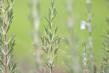 A beautiful details of bush leaves. Natural parkland scenery.