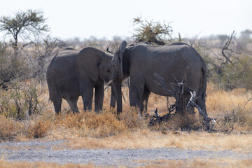 Fototapeta premium Two African Elephants -Loxodonta Africana- fighting each other in Etosha National Park, Namibia.