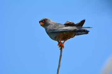 Red-footed falcon in the wild, on a tree branch, (Falco vespertinus)