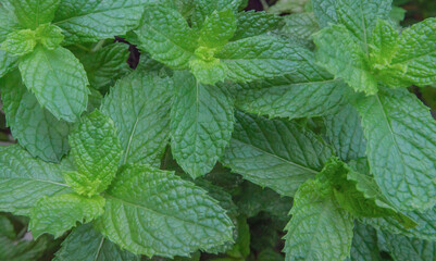 mint plant. Full screen image of leaves of the mint plant in the garden.