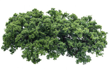 Obraz premium aerial view of an ancient oak woodland, highlighting the natural patterns and textures formed by the trees.
