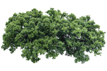 aerial view of an ancient oak woodland, highlighting the natural patterns and textures formed by the trees.