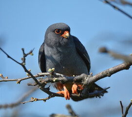 Red-footed falcon in the wild, on a tree branch, (Falco vespertinus)