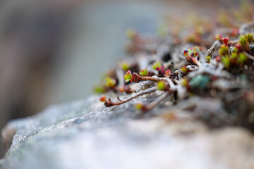 Beautiful small shrubs growing during springtime in Sweden. Natural Scandinaviean scenery.