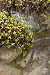 Beautiful small shrubs growing during springtime in Sweden. Natural Scandinaviean scenery.