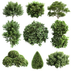 Obraz premium green bushes and shrubs, on a white background.