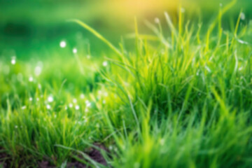 Fototapeta premium Green nature Blurred background. Abstract blur of Green nature, bokeh defocused and blur background.