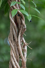 Beautiful wooden vines tangled with green leaves. NAtural parkland scenery.