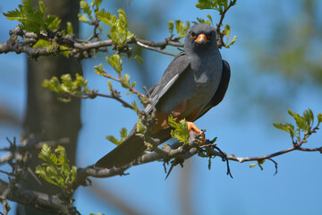 Red-footed falcon in the wild, on a tree branch, (Falco vespertinus)