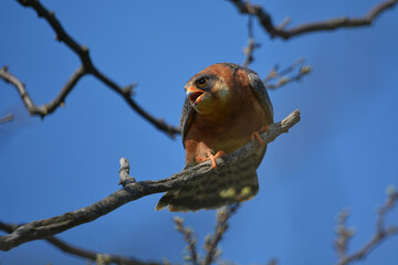 Red-footed falcon in the wild, on a tree branch, (Falco vespertinus)