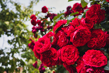 Red Rose in Garden - Flowers - Beautiful - Background - Concept - Nature