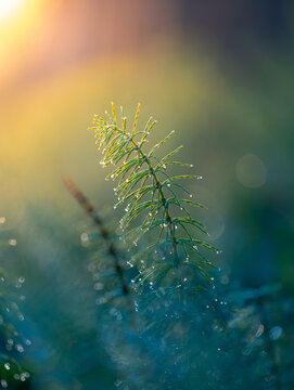 Beautiful horsetail plant growing in the spring sunrise. Natural scenery of Latvia, Northern Europe.