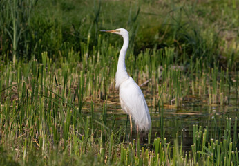 Great egret, Ardea alba. A bird stands in the river near the shore, looking for prey