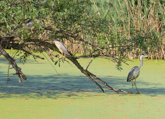 Grey heron. Black-crowned night heron. Birds perched on a branch above the pond