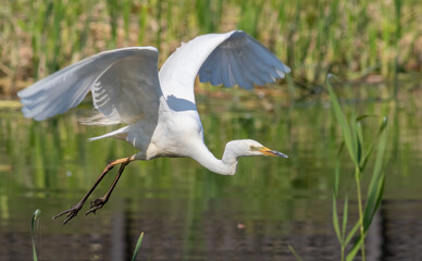Great egret, Ardea alba. A bird has flown in, landing on the riverbank