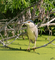 Black-crowned night heron, Nycticorax nycticorax. A bird sits on a branch above a pond