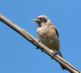 Eurasian penduline tit, remiz pendulinus. The bird is perched on a reed stalk, plumage is moulting
