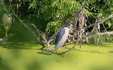 Black-crowned night heron, Nycticorax nycticorax. A bird sits on a branch above a pond