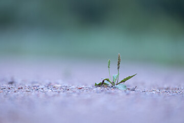 Beautiful greater plantain growing on the countryside road during summer. Shallow depth of field photo.