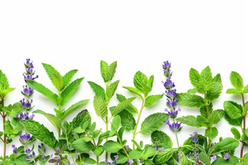 Fresh aromatic herbs on white background for culinary concepts