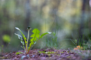 Beautiful springtime scenery with native plants growing in the countryside of Latvia, Northern Europe.