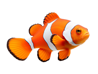 a close up of a fish